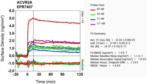 OI-RD Scanning - Anti-Activin Receptor Type IIA/ACVR2A antibody [EPR7407] - BSA and Azide free (AB248675)
