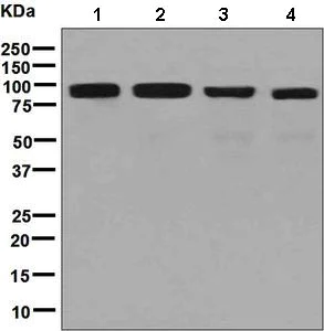 Western blot - Anti-Activin Receptor Type IIA/ACVR2A antibody [EPR7407] - BSA and Azide free (AB248675)