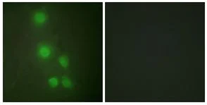 Immunocytochemistry/ Immunofluorescence - Anti-ACTL6A antibody (AB189315)