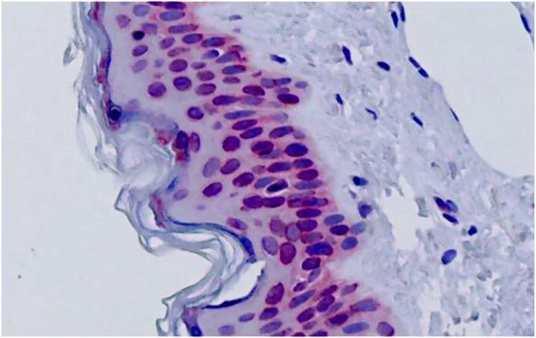 Immunohistochemistry (Formalin/PFA-fixed paraffin-embedded sections) - Anti-ACTL6A antibody (AB189315)