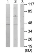 Western blot - Anti-ACTL6A antibody (AB189315)