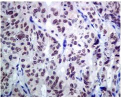 Immunohistochemistry (Formalin/PFA-fixed paraffin-embedded sections) - Anti-ACTL6A antibody [EPR7443] (AB131272)