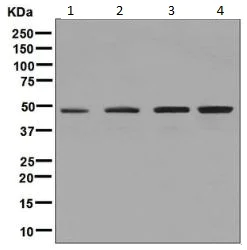 Western blot - Anti-ACTL6A antibody [EPR7443] (AB131272)
