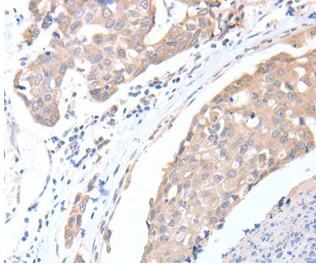 Immunohistochemistry (Formalin/PFA-fixed paraffin-embedded sections) - Anti-ACTL8 antibody - C-terminal (AB197831)