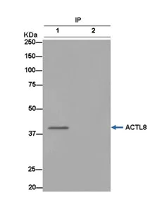 Immunoprecipitation - Anti-ACTL8 antibody [EPR13912] (AB184562)