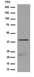 Western blot - Anti-ACTL8 antibody [EPR13912] - BSA and Azide free (AB250763)