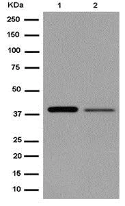 Western blot - Anti-ACTL8 antibody [EPR13912] - BSA and Azide free (AB250763)
