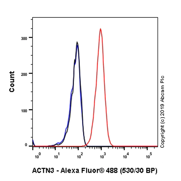 Flow Cytometry (Intracellular) - Anti-ACTN3 antibody [EP2531Y] - BSA and Azide free (AB247376)