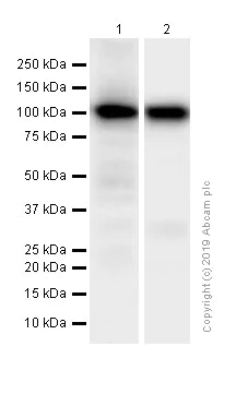 Western blot - Anti-ACTN3 antibody [EP2531Y] - Loading Control (AB68204)