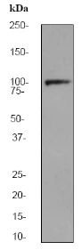 Western blot - Anti-ACTN3 antibody [EP2531Y] - Loading Control (AB68204)
