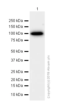 Western blot - Anti-ACTN3 antibody [EP2531Y] - Loading Control (AB68204)
