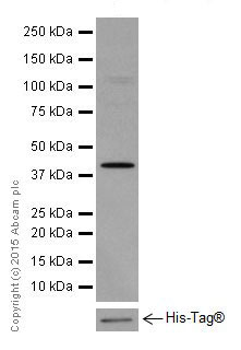 Western blot - Anti-ACTR1B + ACTR1A antibody [EPR16968(B)] (AB203833), expandable thumbnail