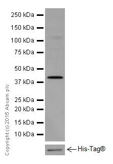Western blot - Anti-ACTR1B + ACTR1A antibody [EPR16968(B)] - BSA and Azide free (AB251404)