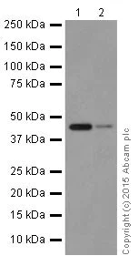 Western blot - Anti-ACTR1B + ACTR1A antibody [EPR16968(B)] - BSA and Azide free (AB251404)
