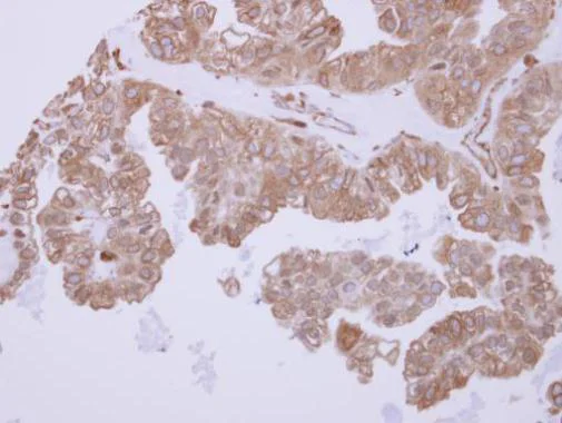 Immunohistochemistry (Formalin/PFA-fixed paraffin-embedded sections) - Anti-ACTR1B antibody (AB227431)