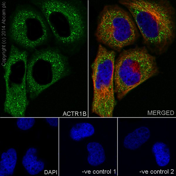 Immunocytochemistry/ Immunofluorescence - Anti-ACTR1B antibody [EPR16969] (AB203835), expandable thumbnail