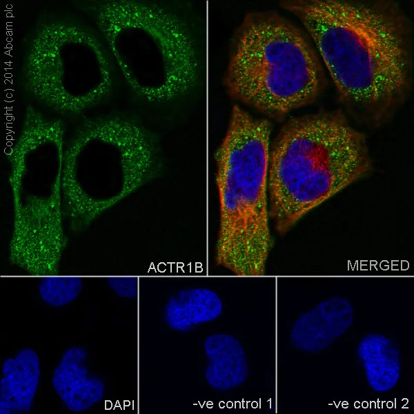 Immunocytochemistry/ Immunofluorescence - Anti-ACTR1B antibody [EPR16969] (AB203835)