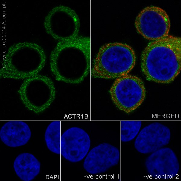 Immunocytochemistry/ Immunofluorescence - Anti-ACTR1B antibody [EPR16969] (ab203835), expandable thumbnail