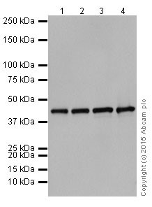Western blot - Anti-ACTR1B antibody [EPR16969] (AB203835), expandable thumbnail