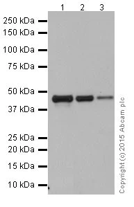 Western blot - Anti-ACTR1B antibody [EPR16969] (AB203835)