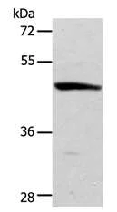 Western blot - Anti-ACTR3B antibody (AB197812)