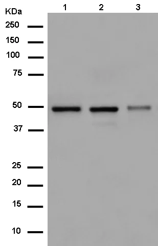 Western blot - Anti-ACTR3B antibody [EPR14091] - BSA and Azide free (AB250628)