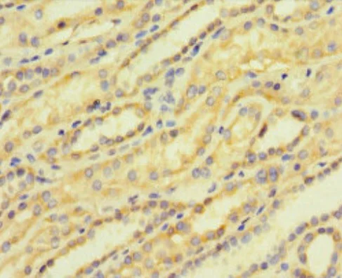 Immunohistochemistry (Formalin/PFA-fixed paraffin-embedded sections) - Anti-ACTR5 antibody (AB222967)