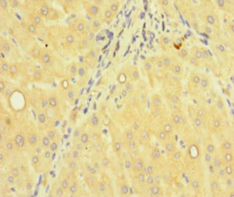 Immunohistochemistry (Formalin/PFA-fixed paraffin-embedded sections) - Anti-ACTR5 antibody (AB222967)