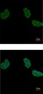 Immunocytochemistry/ Immunofluorescence - Anti-ACY-1 antibody (AB189399)
