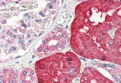 Immunohistochemistry (Formalin/PFA-fixed paraffin-embedded sections) - Anti-ACY-1 antibody (AB189399)