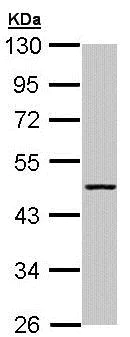 Western blot - Anti-ACY-1 antibody (AB189399)