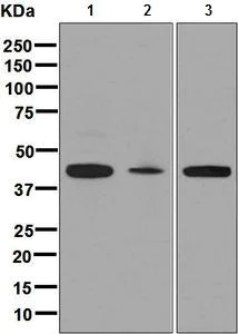 Western blot - Anti-ACY-1 antibody [EPR8445] - BSA and Azide free (AB248584)