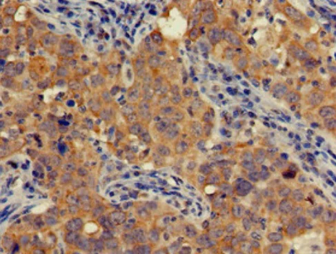 Immunohistochemistry (Formalin/PFA-fixed paraffin-embedded sections) - Anti-Acyloxyacyl Hydrolase antibody (AB222913)