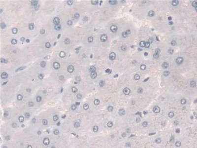 Immunohistochemistry (Formalin/PFA-fixed paraffin-embedded sections) - Anti-Acyloxyacyl Hydrolase antibody (AB233405)