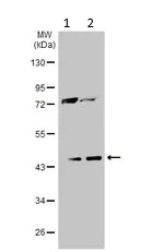 Western blot - Anti-ADA antibody (AB183631)