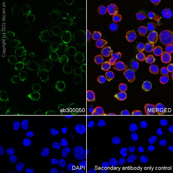 Immunocytochemistry/ Immunofluorescence - Anti-ADA antibody [EPR25429-117] (BSA and Azide free) (ab300051), expandable thumbnail