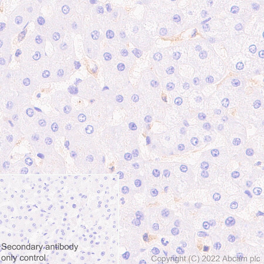 Immunohistochemistry (Formalin/PFA-fixed paraffin-embedded sections) - Anti-ADA antibody [EPR25429-117] (BSA and Azide free) (ab300051), expandable thumbnail