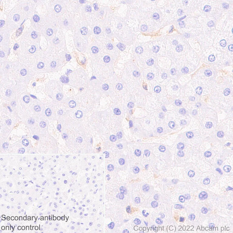 Immunohistochemistry (Formalin/PFA-fixed paraffin-embedded sections) - Anti-ADA antibody [EPR25429-117] (BSA and Azide free) (AB300051)