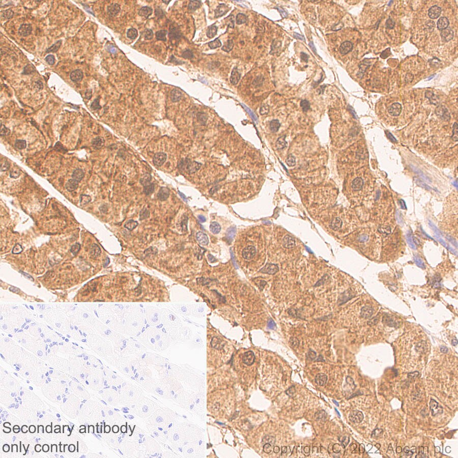 Immunohistochemistry (Formalin/PFA-fixed paraffin-embedded sections) - Anti-ADA antibody [EPR25429-117] (BSA and Azide free) (AB300051), expandable thumbnail