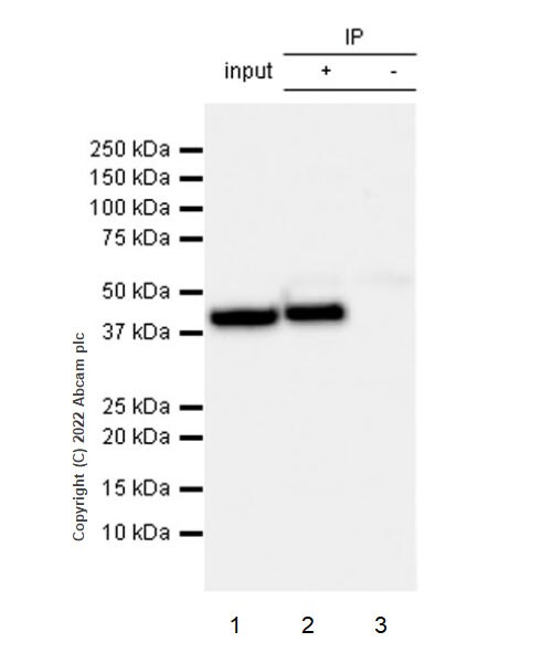 Immunoprecipitation - Anti-ADA antibody [EPR25429-117] (BSA and Azide free) (AB300051), expandable thumbnail