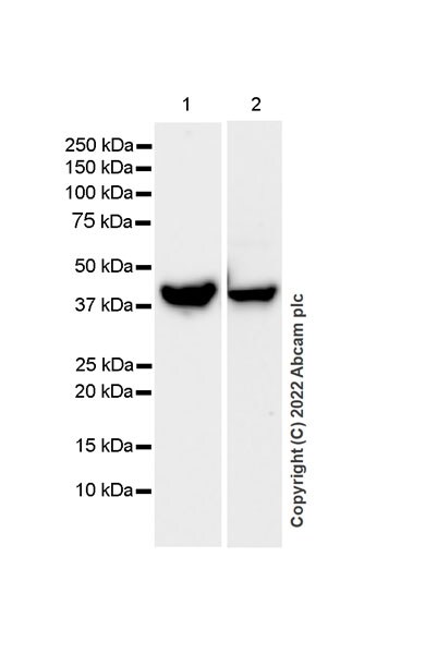 Western blot - Anti-ADA antibody [EPR25429-117] (BSA and Azide free) (AB300051), expandable thumbnail