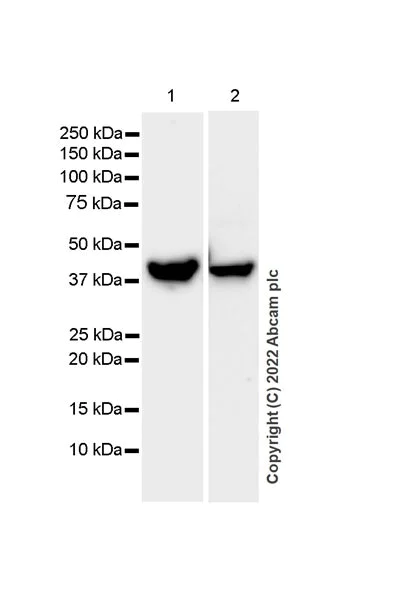 Western blot - Anti-ADA antibody [EPR25429-117] (BSA and Azide free) (AB300051)