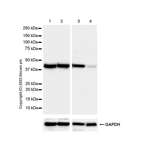 Western blot - Anti-ADA antibody [EPR25429-117] (BSA and Azide free) (AB300051), expandable thumbnail