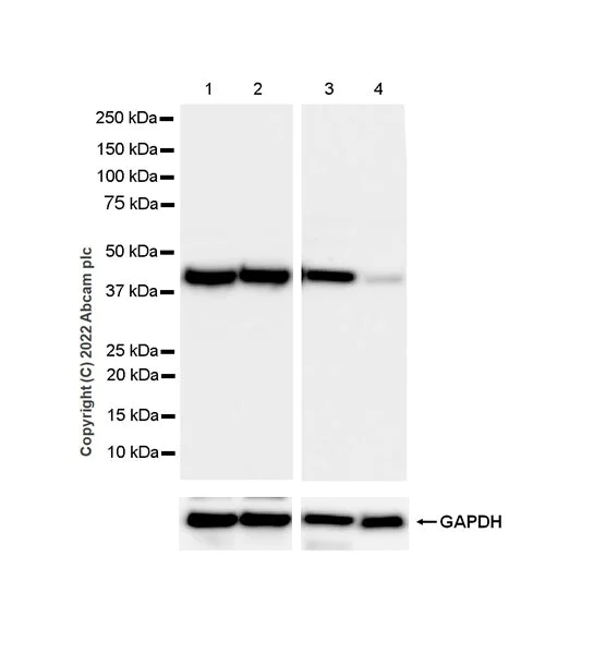 Western blot - Anti-ADA antibody [EPR25429-117] (BSA and Azide free) (AB300051)