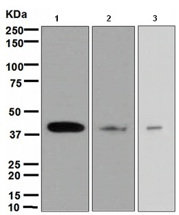 Western blot - Anti-ADA antibody [EPR4438] - BSA and Azide free (AB247642)
