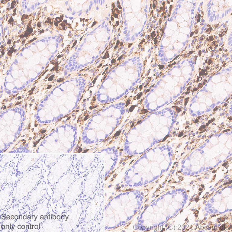 Immunohistochemistry (Formalin/PFA-fixed paraffin-embedded sections) - Anti-ADA2 antibody [EPR25430-131] (AB288296)