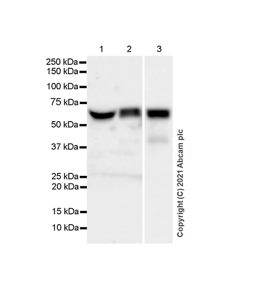 Western blot - Anti-ADA2 antibody [EPR25430-131] (AB288296)