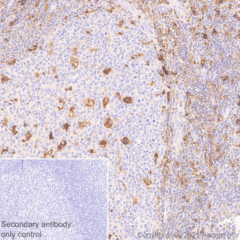 Immunohistochemistry (Formalin/PFA-fixed paraffin-embedded sections) - Anti-ADA2 antibody [EPR25430-131] - BSA and Azide free (AB288305)