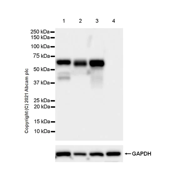 Western blot - Anti-ADA2 antibody [EPR25430-131] - BSA and Azide free (AB288305)
