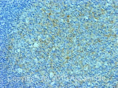 Immunohistochemistry (Formalin/PFA-fixed paraffin-embedded sections) - Anti-ADAM10 antibody [11G2] - BSA and Azide free (AB59482)